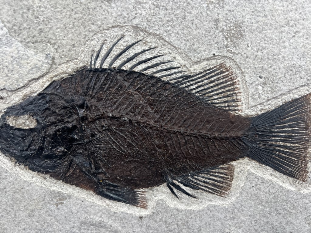 Fossil Priscacara Fish - 2