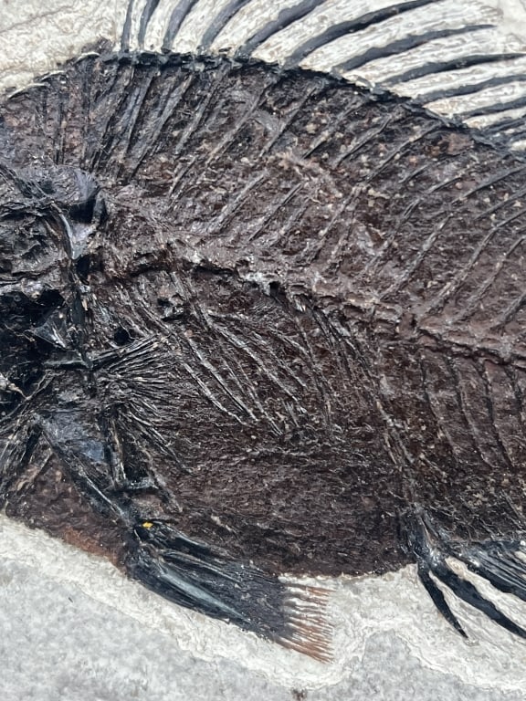 Fossil Priscacara Fish - 3