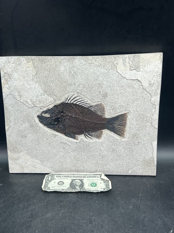 Fossil Priscacara Fish - 4