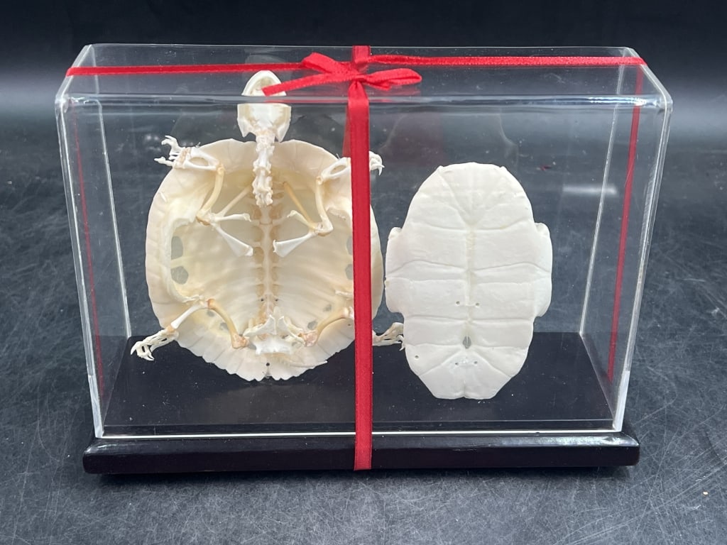 Articulated Turtle Skeleton w/Acrylic Case: Features the full skeleton of a turtle, including the carapace (top shell) and plastron (bottom shell). Mounted inside a clear case. Case measures about 6" x 8" x 2.5". Condition appears good,