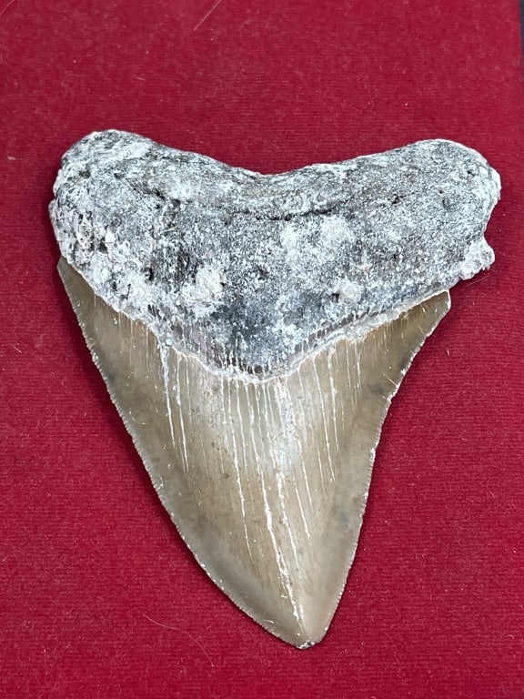 Large Shark Tooth: Tooth measures 4 14" x 3 3/4". Condition is consistent with age and use, see pictures. No cracks. See pictures. No refunds given.Condition Information: It is the responsibility of the buyer to obtain