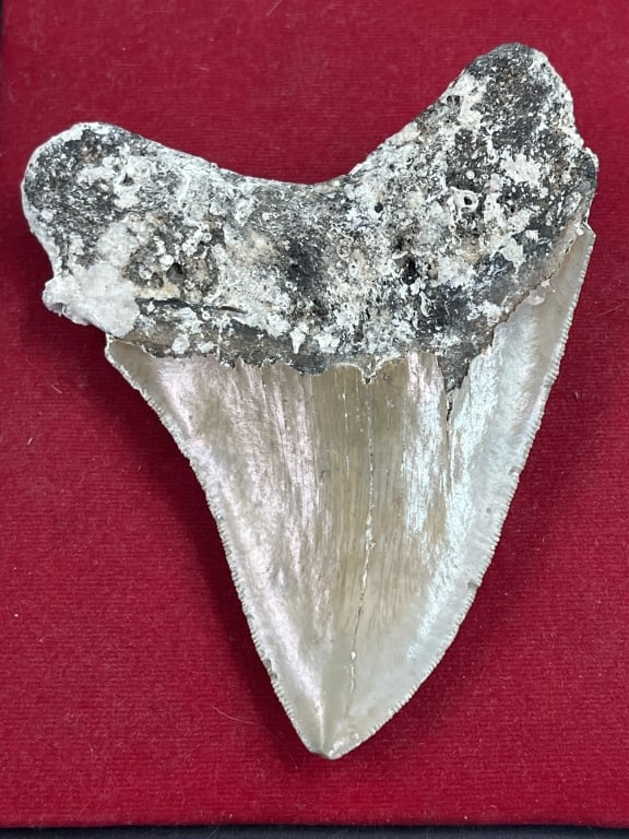Large Shark Tooth - 2