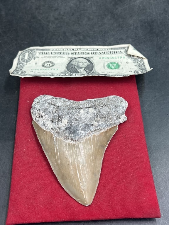 Large Shark Tooth - 3