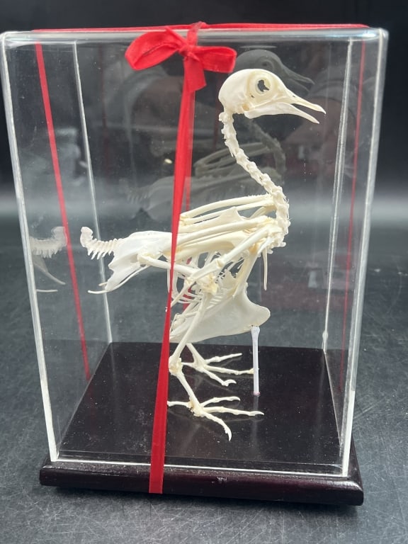 Skeleton Specimen of Bird: Housed within a clear protective case. Measures 8 3/4" x 6" x 4". Condition is good, see pictures. No refunds given.Condition Information: It is the responsibility of the buyer to obtain all