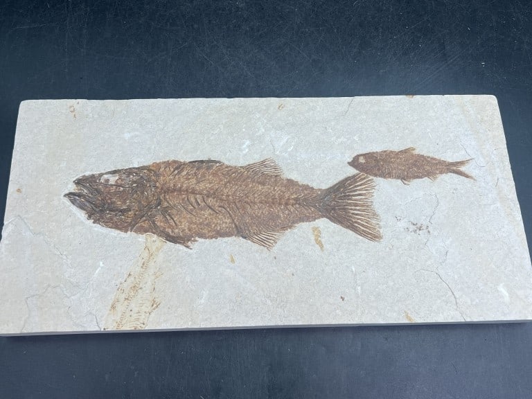 Fossilized Fish Pair from Green River: Formation from Wyoming. Over 50 million years. Extinct genus of prehistoric bony fish similar to modern perch. Measures 6" x 12 3/4" x 3/4". Condition is consistent to age, see pictures. No refunds gi