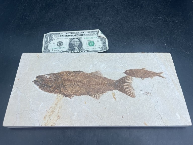 Fossilized Fish Pair from Green River - 2