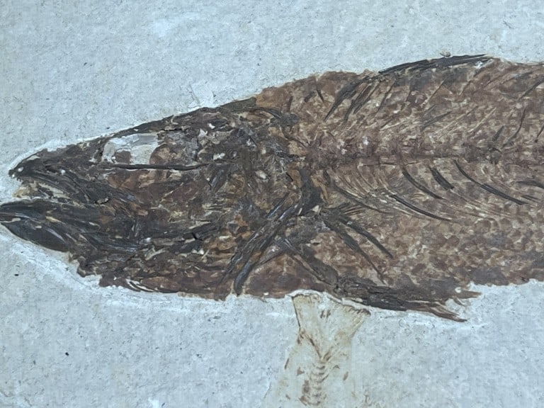 Fossilized Fish Pair from Green River - 3