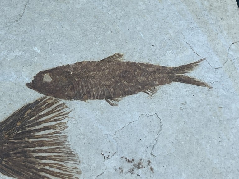 Fossilized Fish Pair from Green River - 4