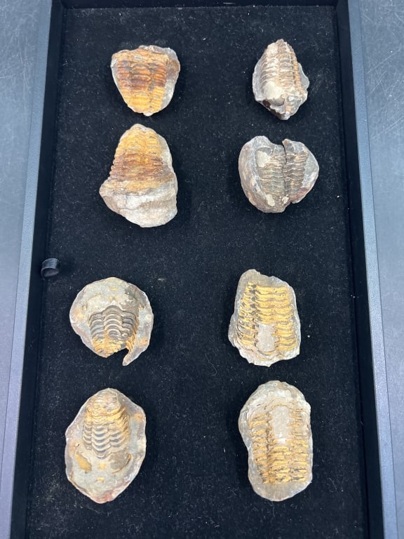 Trilobite Fossils: Total of 8 pieces in this lot. See pictures, condition is consistent with age. No refunds given.Condition Information: It is the responsibility of the buyer to obtain all possible information