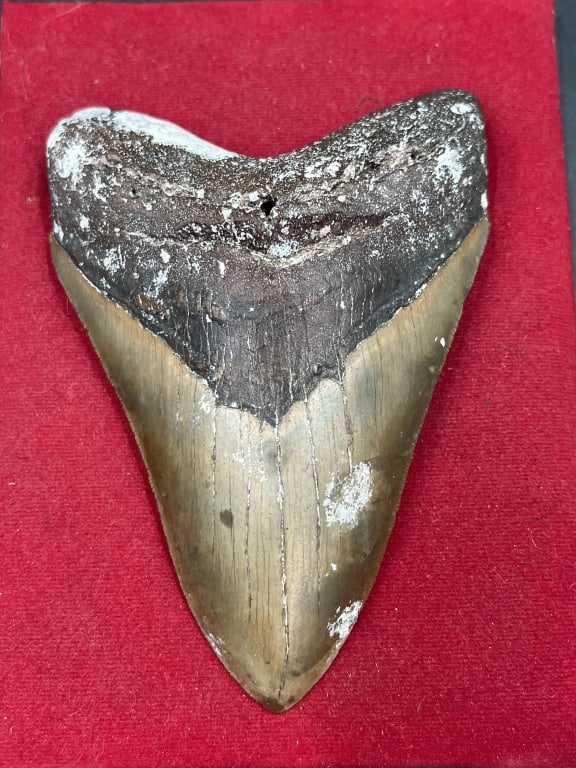 Large Shark Tooth: Measures just over 5" x 3 3/4". Condition is good, no cracks or chips. See pictures. No refunds given.Condition Information: It is the responsibility of the buyer to obtain all possible information pr