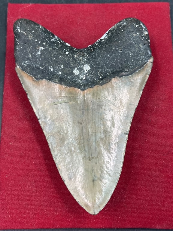 Large Shark Tooth - 2