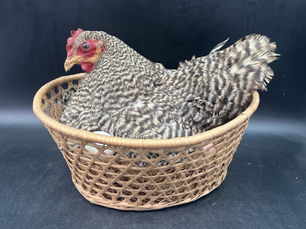 Taxidermy Dominique Chicken in a Nesting Basket: Basket measures 12.5" x 11" x 12". The chicken seating in basket measures about 10"h. Condition is consistent with age and use, see pictures. No refunds given.Condition Information: It is the