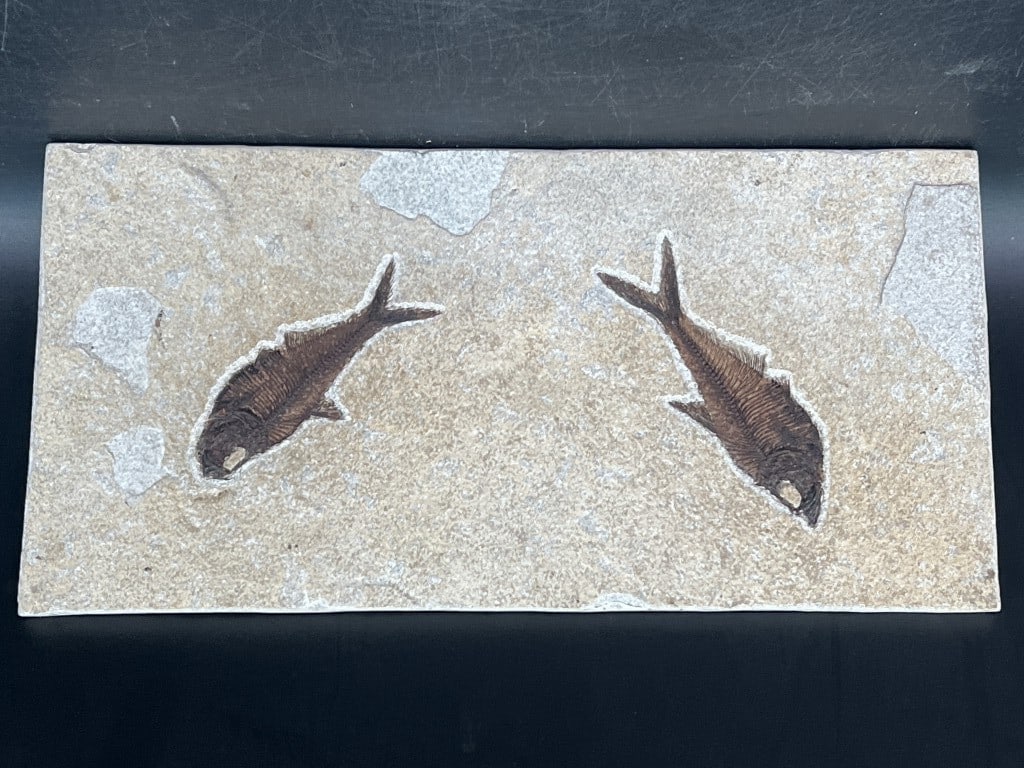 Diplomystus Fossil Fish Green River Formation: found in Wyoming on the Green River. Measures 6.5" x 13 1/4" x 1/4". Condition is consistent with age, see pictures. No refunds given.Condition Information: It is the responsibility of the buyer to ob