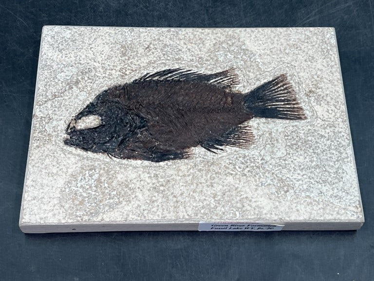 Fish Fossil: Beautiful Green River Formation Fossil Lake, Wyoming. Measures 5" x 7" x 1/2". Condition is consistent with age,see pictures. No refunds given.Condition Information: It is the responsibility of the bu