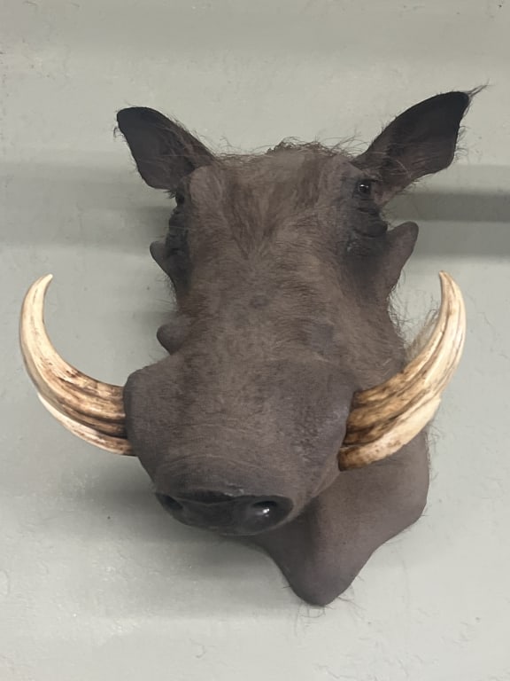 Taxidermy Warthog: Great taxidermy of African Warthog Shoulder Taxidermy. Condition is consistent with age and use, see pictures. Appears good. Measures about Ear to bottom of mount 20" and tusk to tusk 14". No refunds