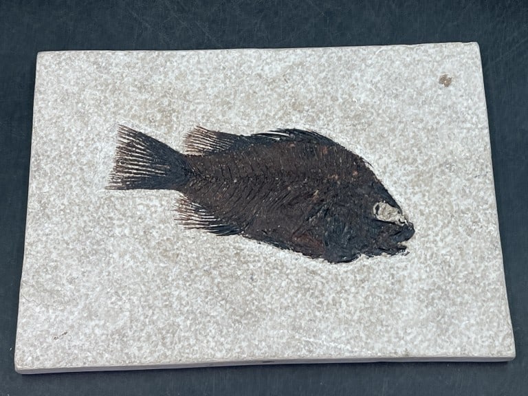 Fish Fossil: Green River Formation Fossil Lake, Wyoming. Measures7" x 5" x 1/4". Condition is consistent with age,see pictures. No refunds given.Condition Information: It is the responsibility of the buyer to obta