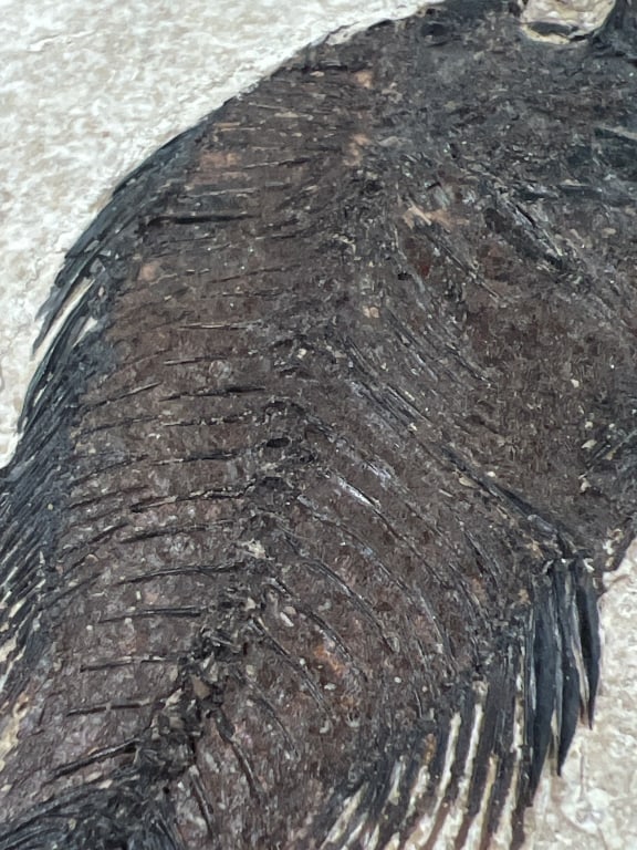 Fish Fossil - 4