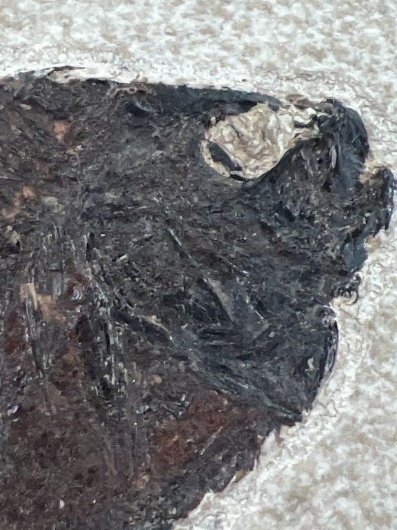 Fish Fossil - 5