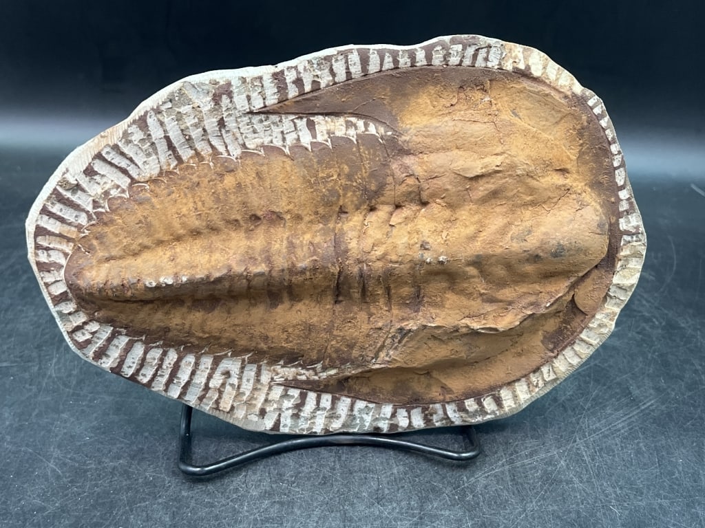 Cambropallas Telesto Trilobite Fossil: These creatures lived during the Cabrian period appx 500 million years ago. Ornamented exoskeleton. Measures 9.5" x 6.5". Condition is consistent with age, see pictures. No refunds