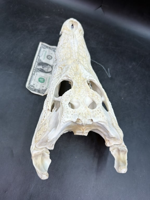 Crocodile Skull - 3