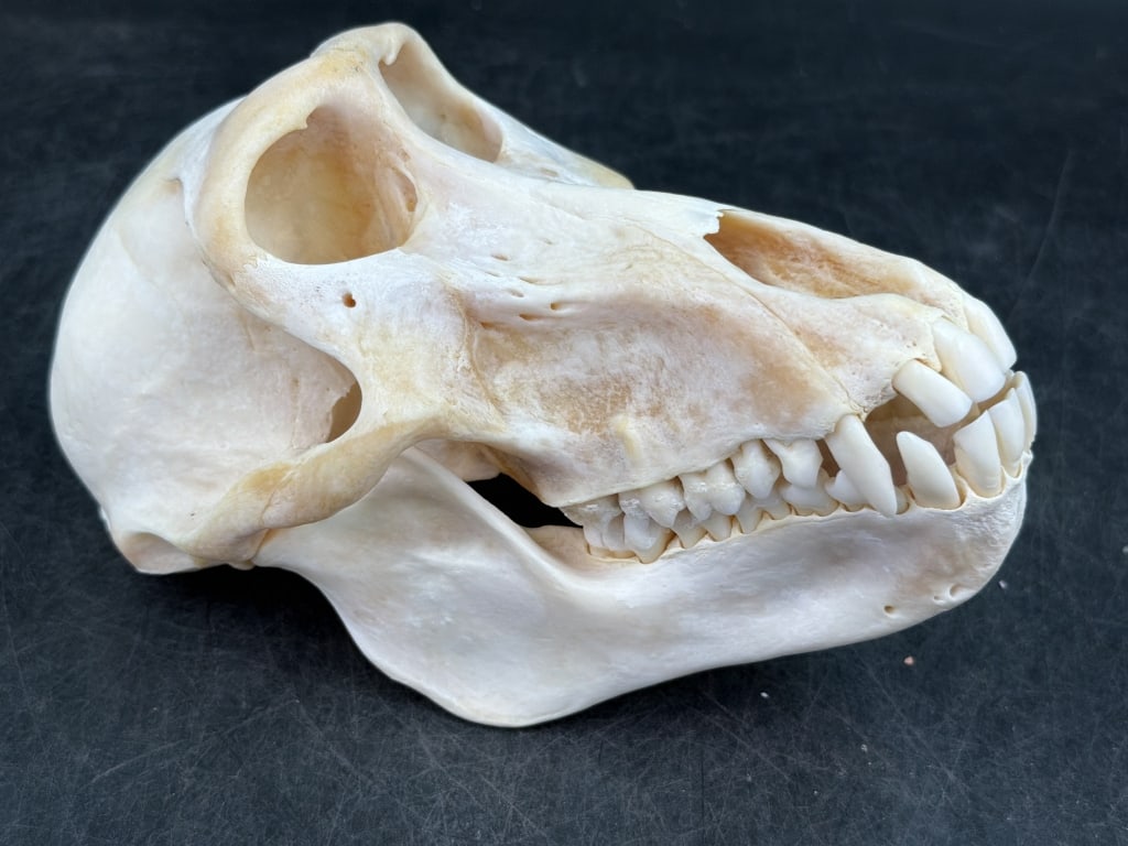 Baboon Skull: See pictures, this is a real bone skull. Chacma Baboon skull with teeth and large canines. Measure 5 1/4" x 6.5". Condition is good, no refunds given.