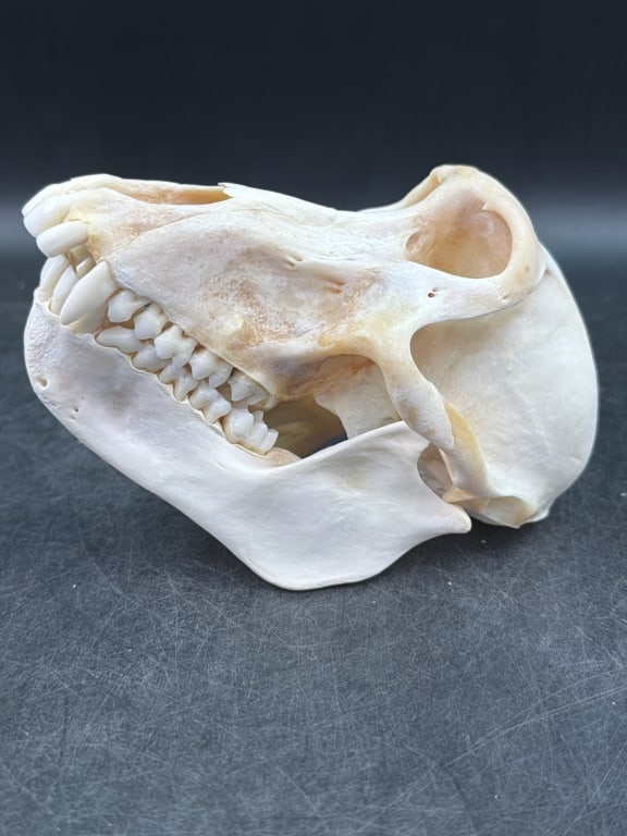 Baboon Skull - 2