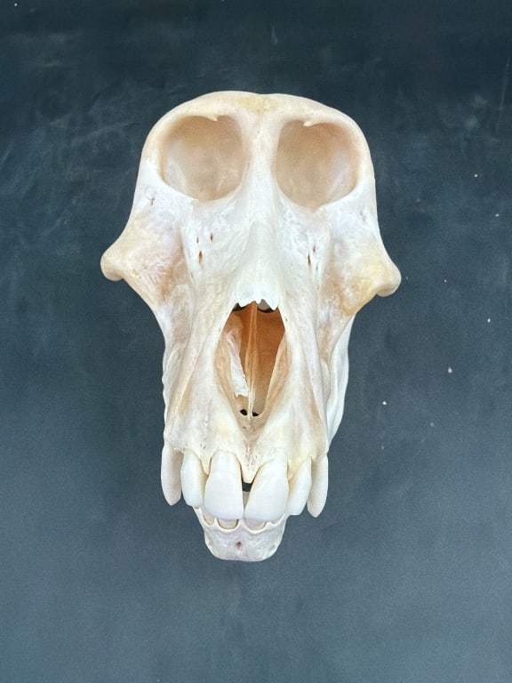 Baboon Skull - 3