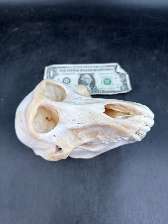 Baboon Skull - 4
