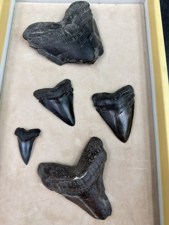 Shark Teeth (1 of 3)