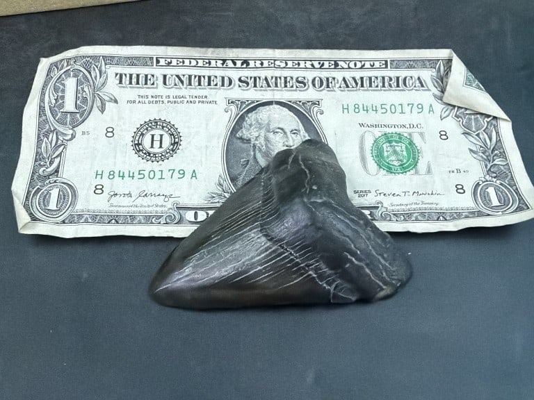 Shark Teeth - 2