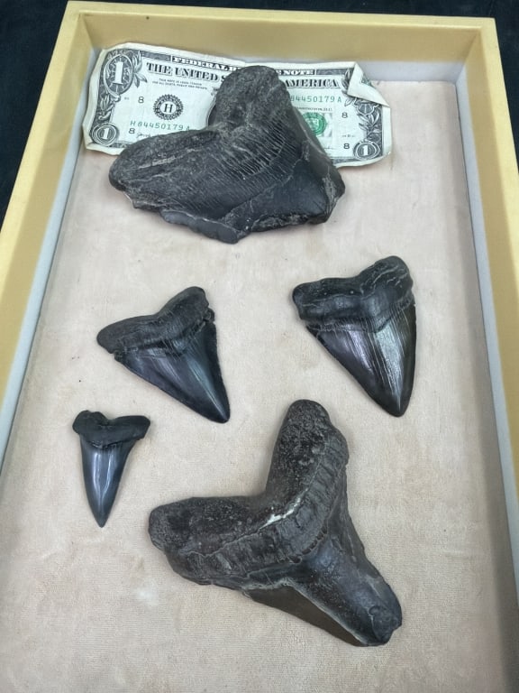 Shark Teeth - 3