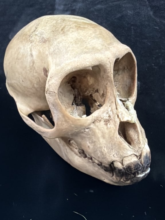 Monkey Skull: Measures 2.5" x 3 3/4". Condition is consistent with age, see pictures. No refunds given.