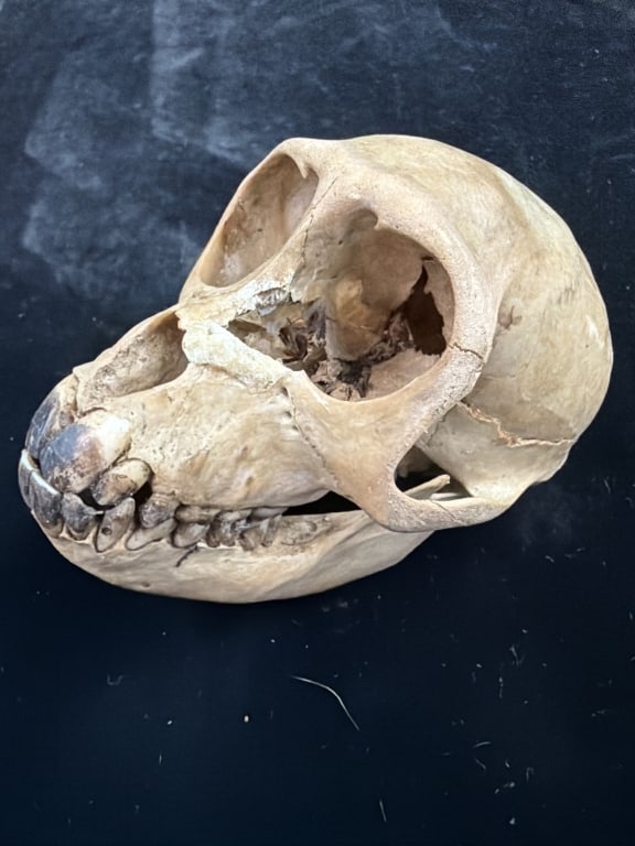 Monkey Skull - 2