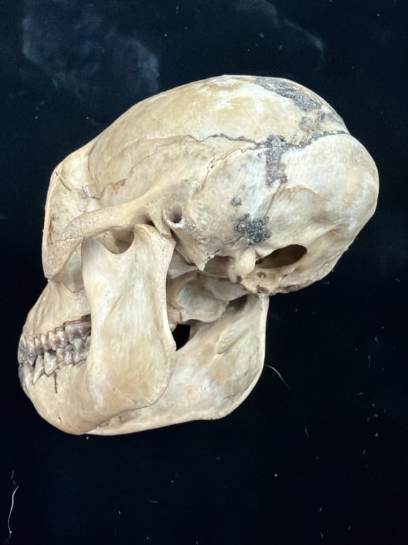 Monkey Skull - 3