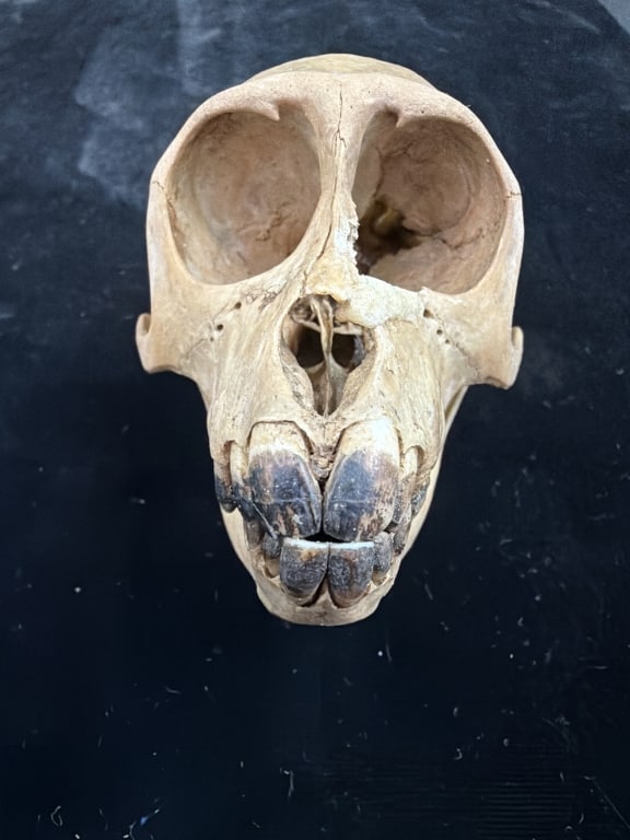 Monkey Skull - 4