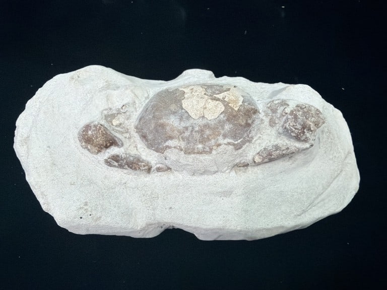 Pulalius Vulgaris Crab Fossil: Dated to the Late Eocene period. Measures 5.5" x 2 3/4" . Condition is consistent with age and use, see pictures. No refunds given.