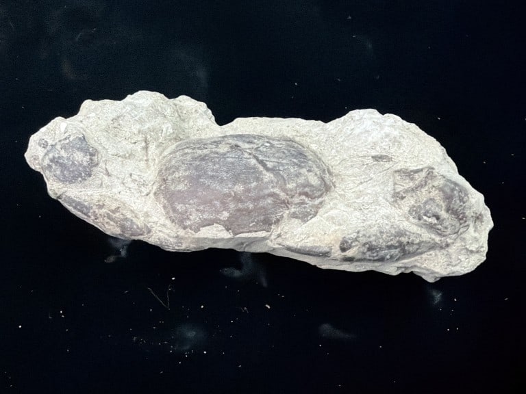 Pulalius Vulgaris Crab Fossil: Dated to the Late Eocene period. Measures 4.5" x 2 . Condition is consistent with age and use, see pictures. No refunds given.