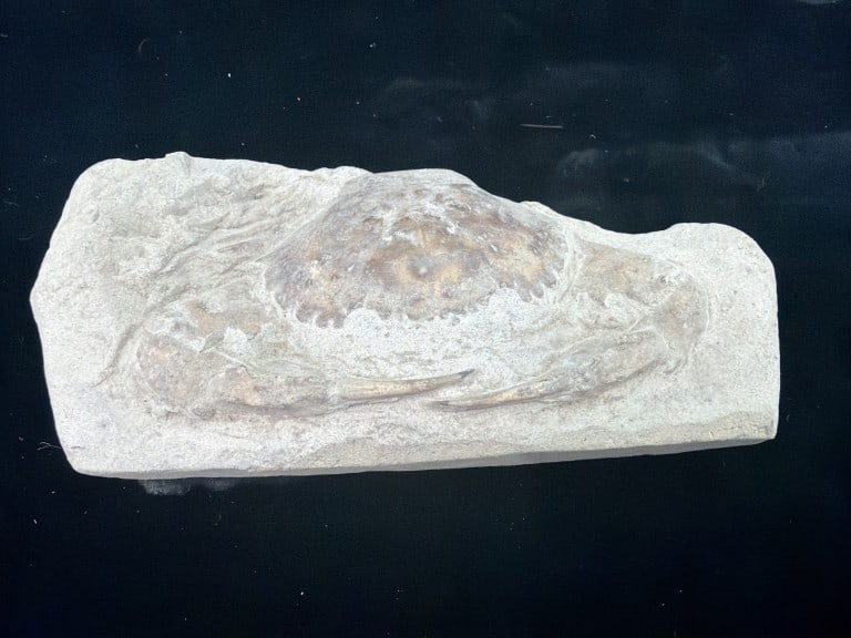 Pulalius Vulgaris Crab Fossil: Dated to the Late Eocene period. Measures 6" x 3" . Condition is consistent with age and use, see pictures. No refunds given.