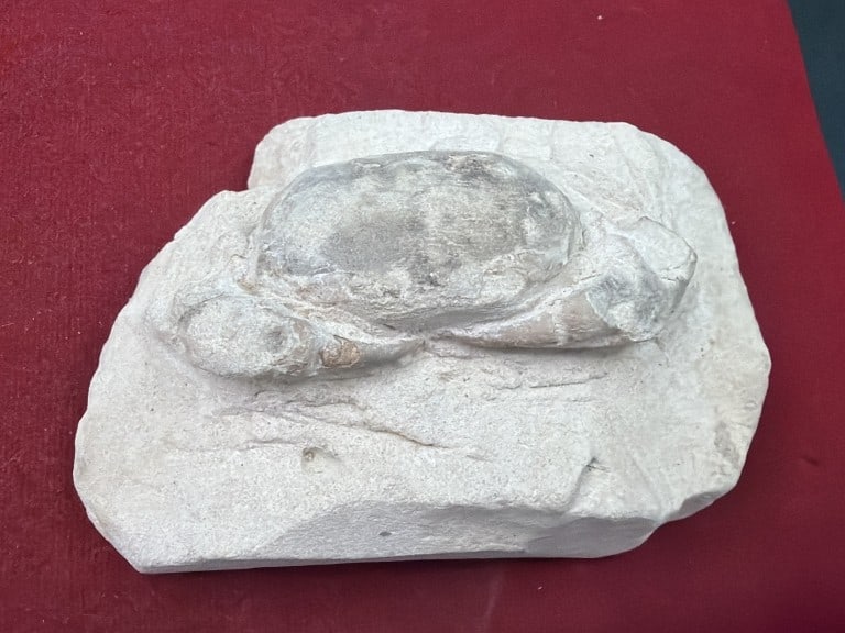 Pulalius Vulgaris Crab Fossil: Dated to the Late Eocene period. Measures 4" x 2 3/4" . Condition is consistent with age and use, see pictures. No refunds given.