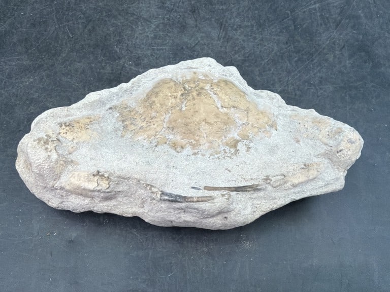 Pulalius Vulgaris Crab Fossil: Dated to the Late Eocene period. Measures 5" x 3". Condition is consistent with age and use, see pictures. No refunds given.