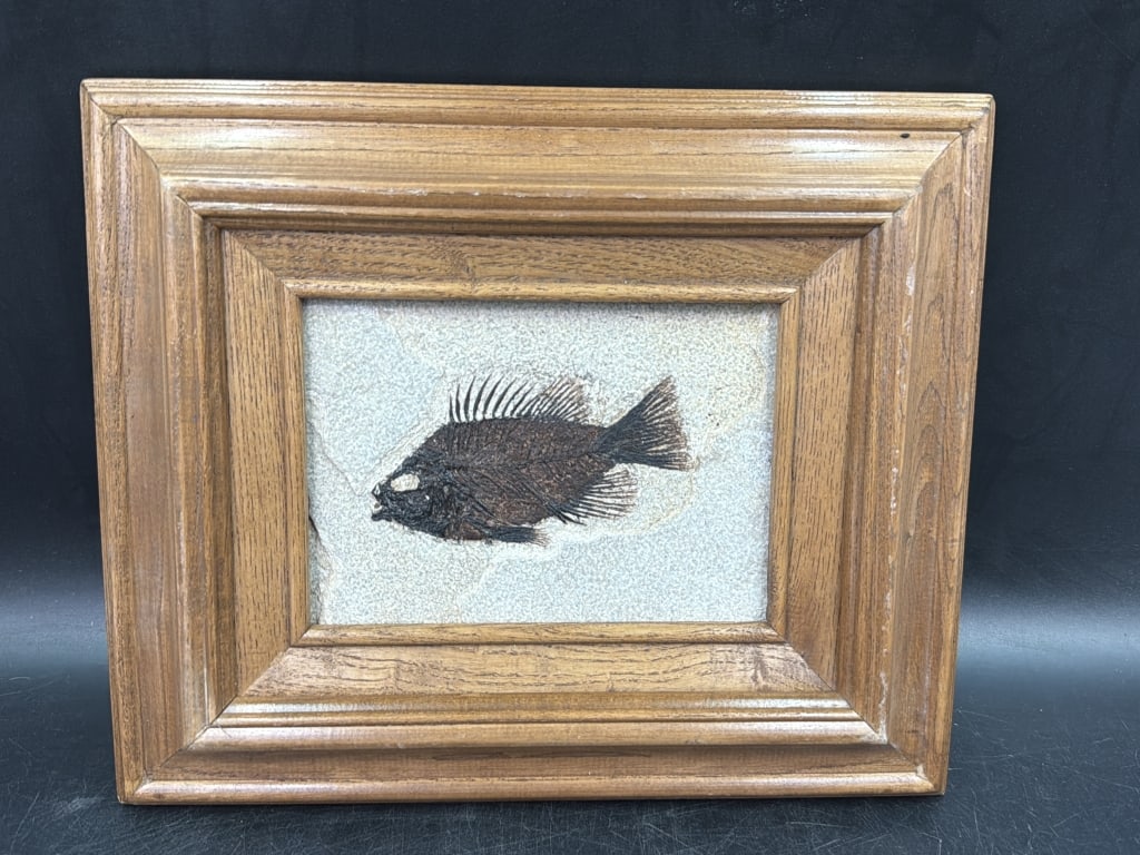 Priscacara Liops Fish Fossil (1 of 5)