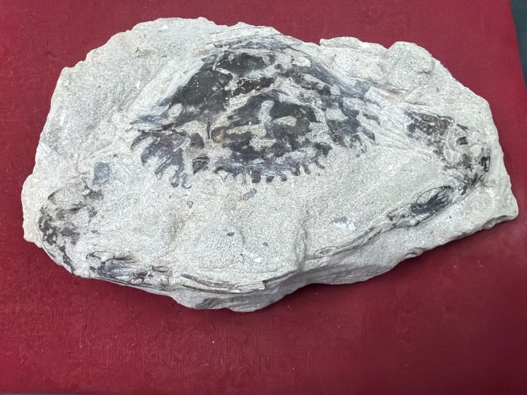 Pulalius Vulgaris Crab Fossil: Dated to the Late Eocene period. Measures 5" x 3". Condition is consistent with age and use, see pictures. No refunds given.