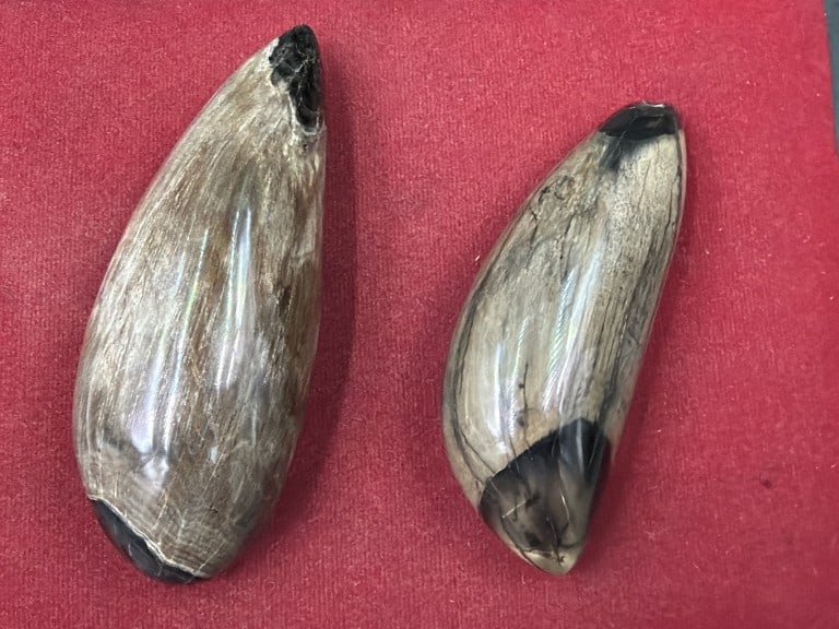 Large Maritime Fossils: Total of 2 in this lot. They measures from 3.5" to 4". Both are polished, see pictures. No refunds given.