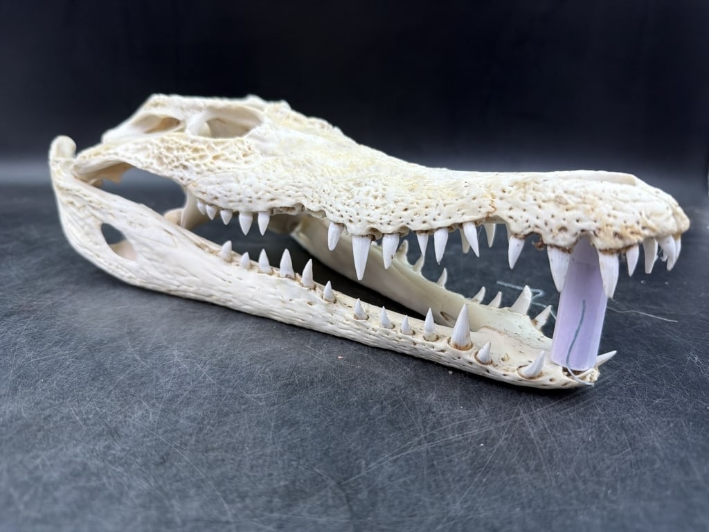 Crocodile Skull: Real Crocodile skull that measures 13" x 6" Condition is good, see pictures. No refunds given. This item can not be shipped out of the USA. Resold due to this issue.