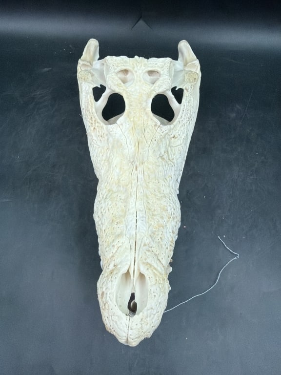 Crocodile Skull - 2