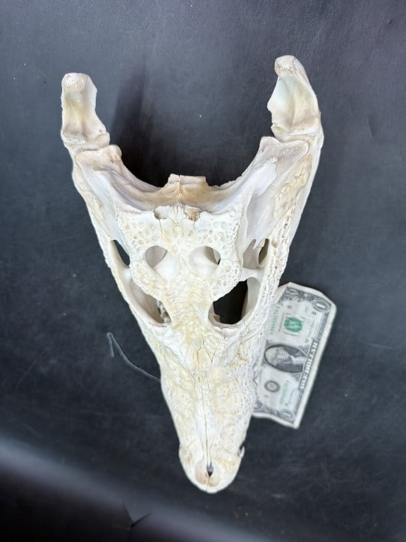 Crocodile Skull - 3