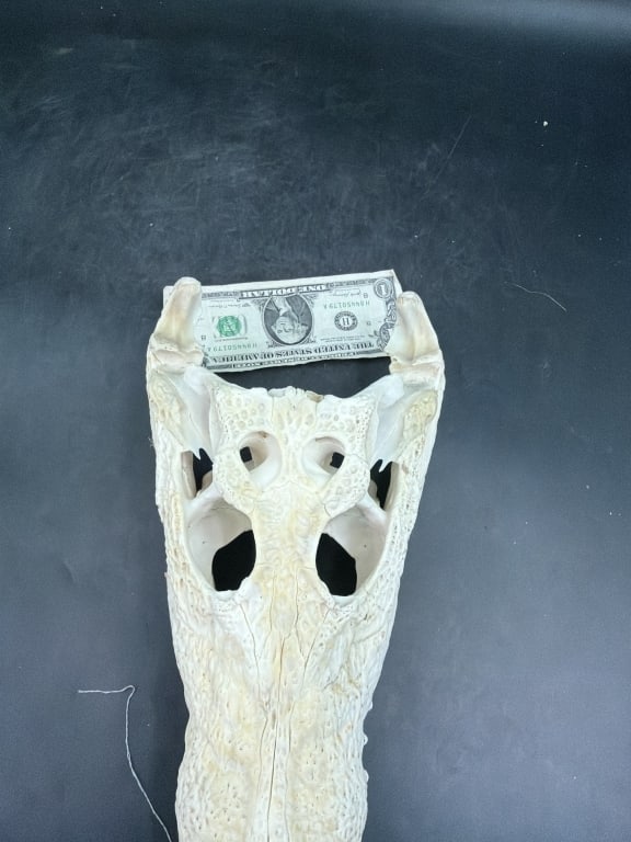 Crocodile Skull - 4
