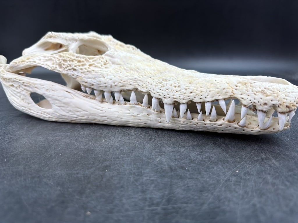 Crocodile Skull - 5