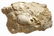 Calcareous with fossil imprints. Cm 88x26 - 3