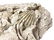 Calcareous with fossil imprints. Cm 88x26 - 4